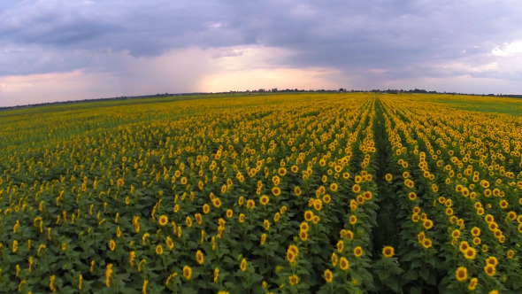 Aerial View Of A Sunflower Field 1 Aerial View Of A Sunflower Field 1