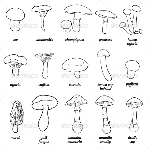 GraphicRiver Mushroom Line Art 8632376 GraphicRiver Mushroom Line Art 8632376