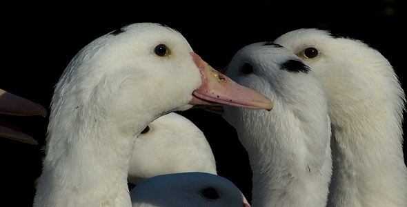 Ducks 15 Ducks 15