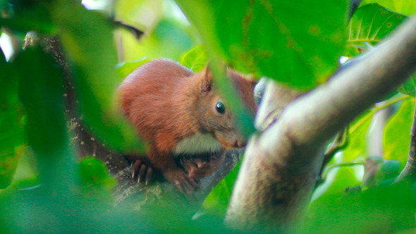 Squirrel Sits On Tree Branch 2 Squirrel Sits On Tree Branch 2