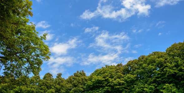 Sky with Clouds Framed by Trees Sky with Clouds Framed by Trees