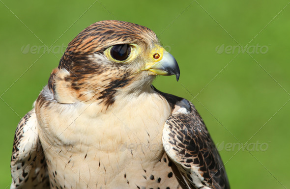 profile of Peregrine Falcon with yellow beak