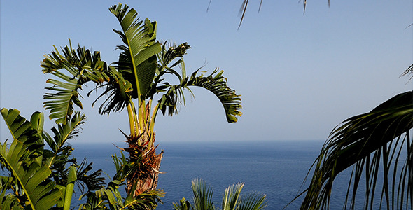 Palms And Sea View Palms And Sea View