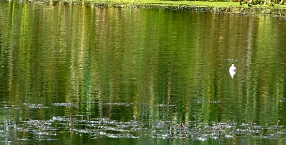Float in Water Float in Water