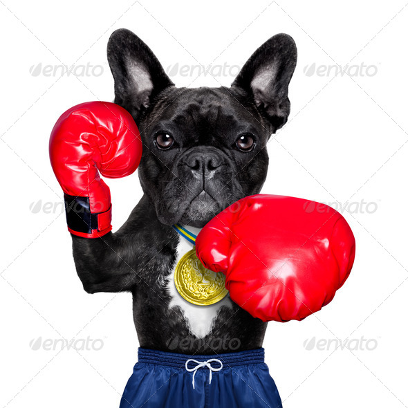 active sport dog (Misc) Photo Download