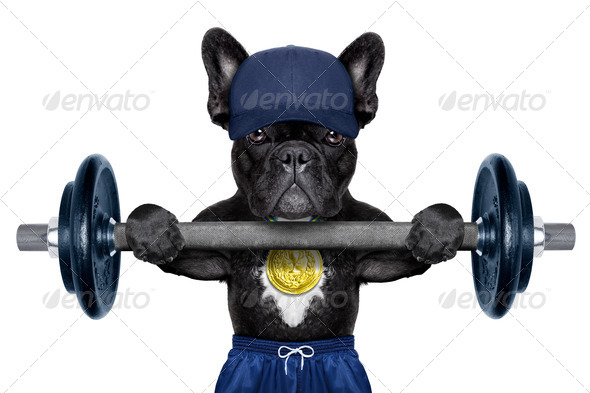 active sport dog (Misc) Photo Download