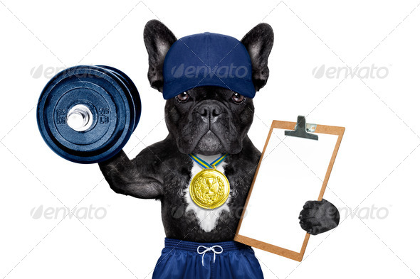 active sport dog (Misc) Photo Download