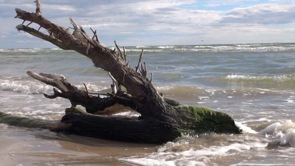 Tree Washed Up On Beach Tree Washed Up On Beach