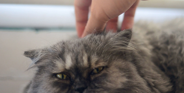 Cat enjoying being petted Cat enjoying being petted