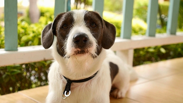 A Cute Puppy Relaxing Outdoors A Cute Puppy Relaxing Outdoors