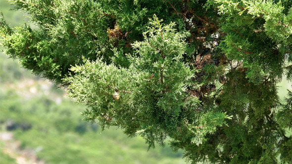 Branch Cypress on Green Background 832 Branch Cypress on Green Background 832