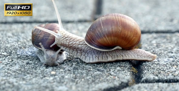 Snails On the Pavement Snails On the Pavement