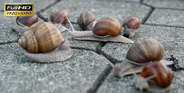 Snails On The Pavement 2 Snails On The Pavement 2