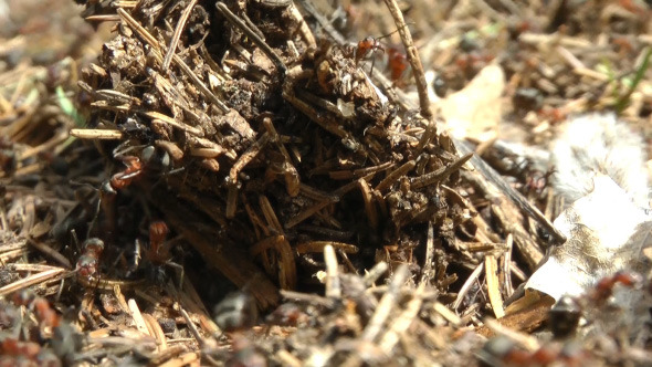 Ants Ants