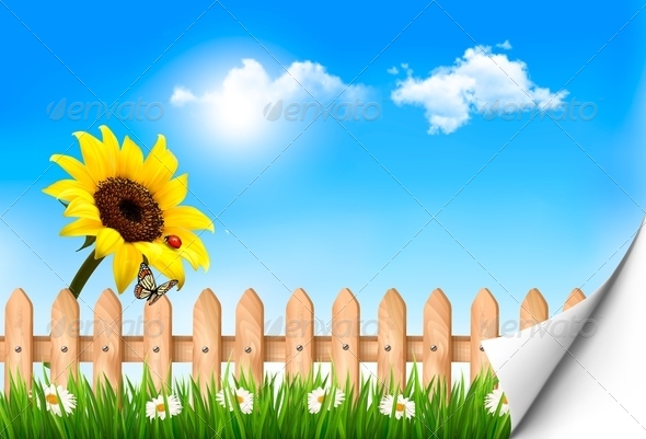 Summer nature background with sunflower and wooden fence