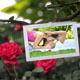 Photo Slideshow On Rosebush Photo Slideshow On Rosebush - VideoHive Item for Sale