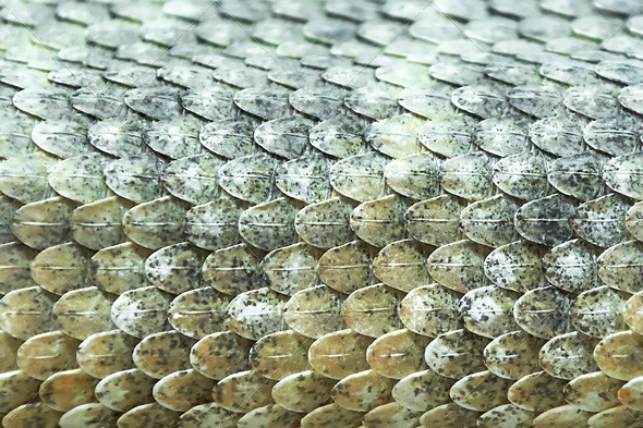Mitchells rattlesnake scales (crotalus mitchellii)