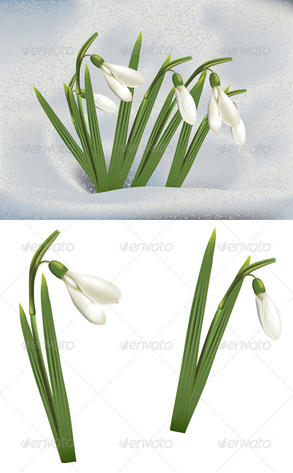 GraphicRiver Snowdrops in Snow 8661314 GraphicRiver Snowdrops in Snow 8661314