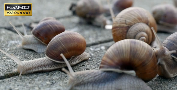 Snails On the Pavement 4 Snails On the Pavement 4