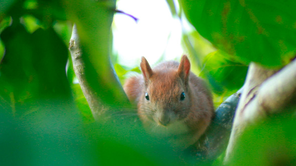 Squirrel Sits On Tree Branch 5 Squirrel Sits On Tree Branch 5