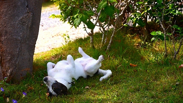 Cute Dog Playing in Grass Cute Dog Playing in Grass