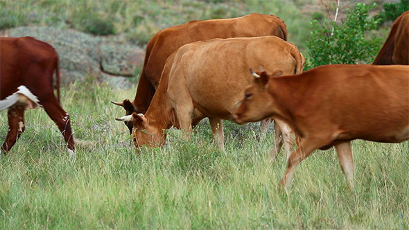 Grazing Cows Grazing Cows