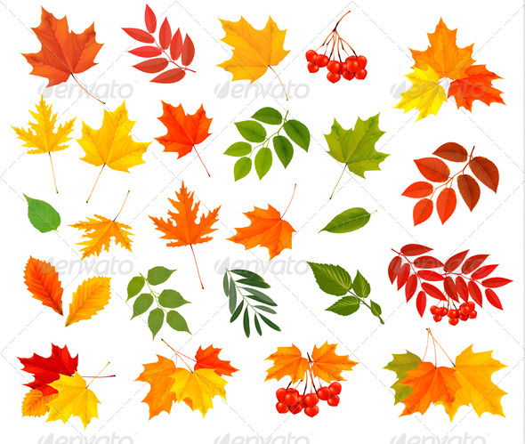 GraphicRiver Set of Colorful Autumn Leaves Vector Illustration 8677086 GraphicRiver Set of Colorful Autumn Leaves Vector Illustration 8677086