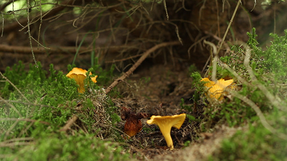 Forest Chanterelle Mushrooms Forest Chanterelle Mushrooms