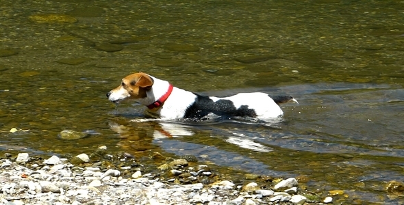 Jack Russell Terrier 14 Jack Russell Terrier 14