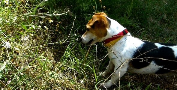 Jack Russell Terrier 16 Jack Russell Terrier 16