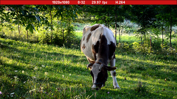 Cow Grazing Grass Cow Grazing Grass