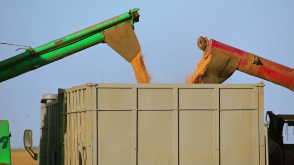 Harvesters are Unloading Grain into the Truck Harvesters are Unloading Grain into the Truck