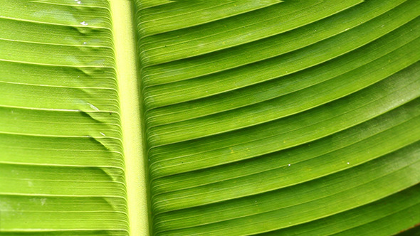 Green Leaf In Nature 8 Green Leaf In Nature 8