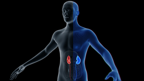 Renal Renal