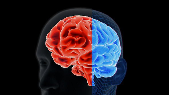 Brain 2 Brain 2