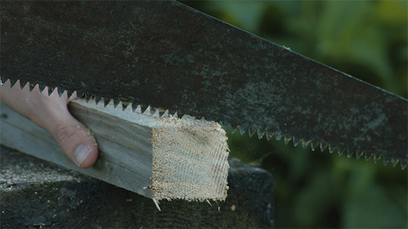 Man Sawing Dry Wood Man Sawing Dry Wood