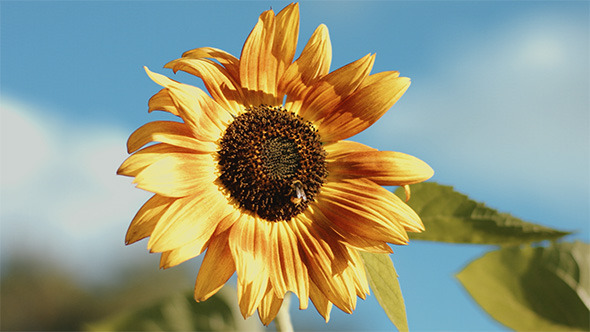 Sunflower with Bumblebee Sunflower with Bumblebee