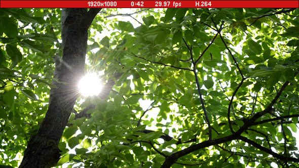 Sunny Walnut Tree Sunny Walnut Tree