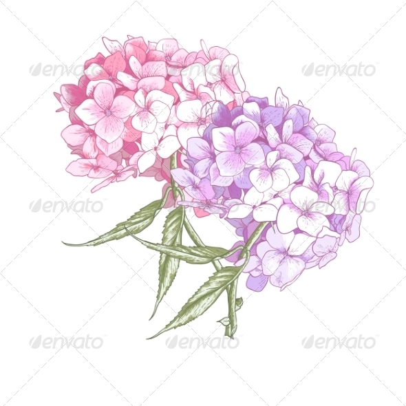 GraphicRiver Hydrangea Vintage BotanicalIllustration 8690061 GraphicRiver Hydrangea Vintage BotanicalIllustration 8690061