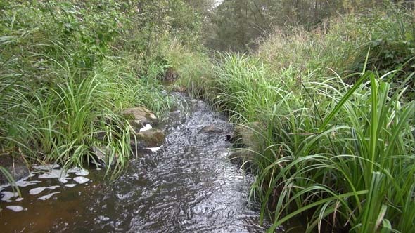Forest River Forest River