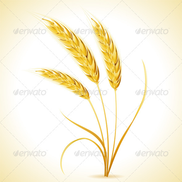 GraphicRiver Ears of Barley 8713409 GraphicRiver Ears of Barley 8713409
