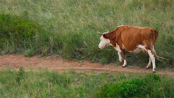 Cows Cows