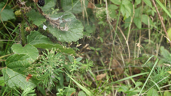 Spider Attacks Prey Spider Attacks Prey