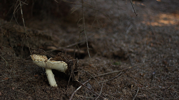 Toxic Mushroom in the Woods Toxic Mushroom in the Woods
