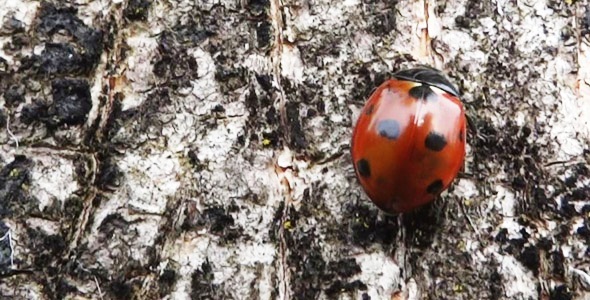 Ladybug On Tree Ladybug On Tree