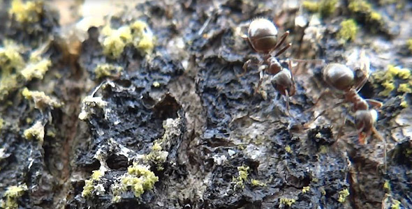 Ants On Tree Ants On Tree