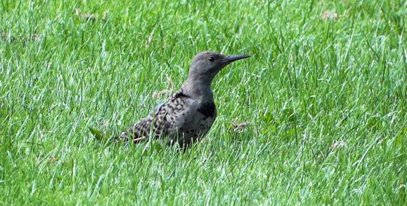 Flicker Bird On Grass Flicker Bird On Grass