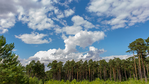 Clouds in Pine Forest Clouds in Pine Forest