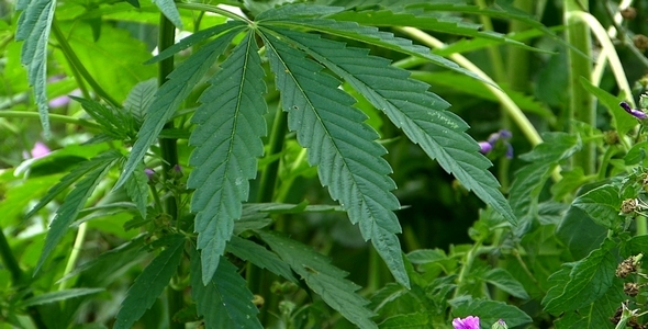 Marijuana Leaf 7 Marijuana Leaf 7