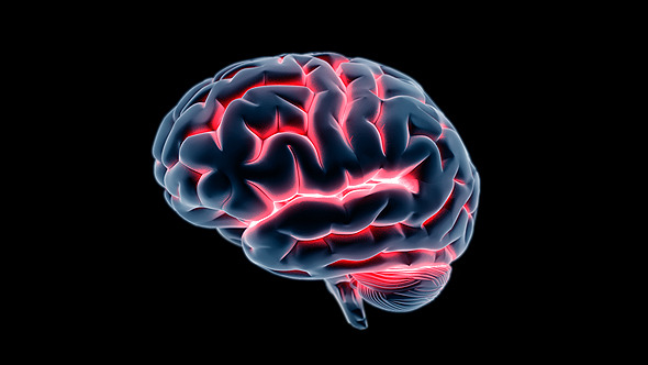 Brain 4 Brain 4